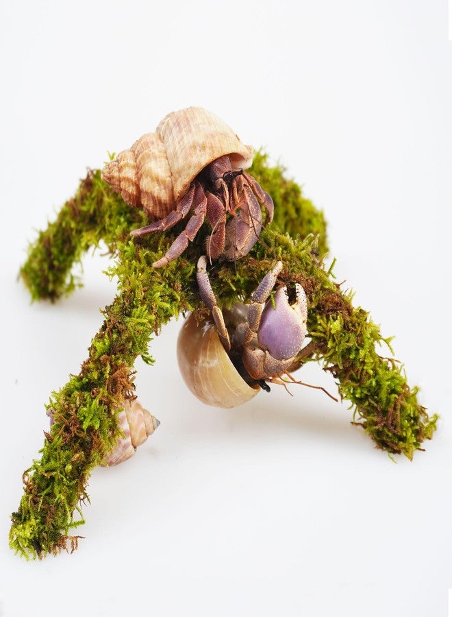 Begeterday Hermit Crab Accessory, Small Platform for Play, Hermit Crab Climbing Toy (6 inch) - Image 4
